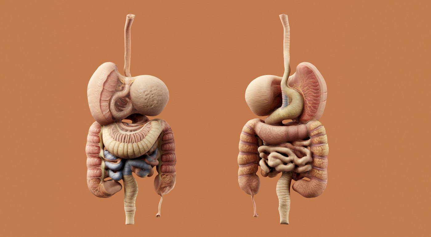 A detailed diagram of the human digestive system.
